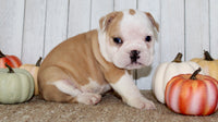 Gigi Female English Bulldog $1300
