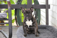 Jackson Male English Bulldog $499