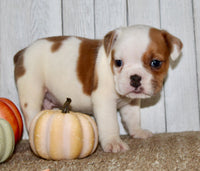 Buckeye  Male English Bulldog $1300