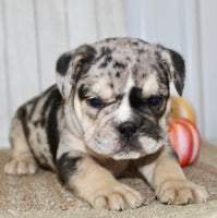 Mable Female English Bulldog $1500