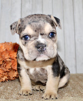 Hazel Female English Bulldog $1500