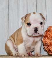 Gigi Female English Bulldog $1300
