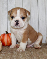 Arlo Male English Bulldog $1300