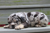Birdie Female English Bulldog $1500