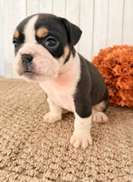Brutus Male English Bulldog $1300