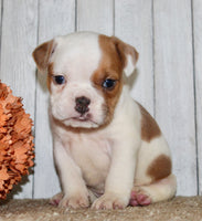 Buckeye  Male English Bulldog $1300