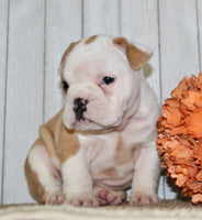 Gigi Female English Bulldog $1300