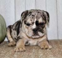 Mable Female English Bulldog $1500