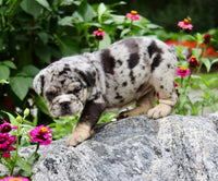 Birdie Female English Bulldog $1500