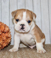 Arlo Male English Bulldog $1300