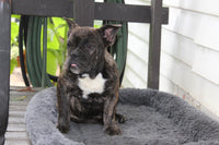 Jackson Male English Bulldog $499