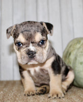 Hazel Female English Bulldog $1500