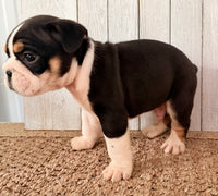 Brutus Male English Bulldog $1300