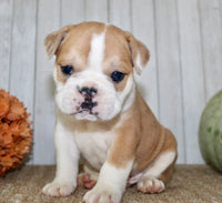 Arlo Male English Bulldog $1300