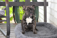 Jackson Male English Bulldog $499