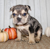 Hazel Female English Bulldog $1500