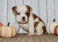 Buckeye  Male English Bulldog $1300
