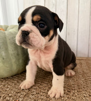Brutus Male English Bulldog $1300