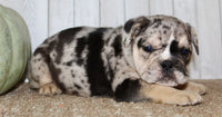 Mable Female English Bulldog $1500