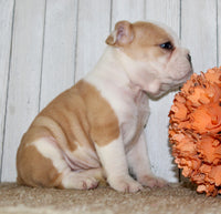 Gigi Female English Bulldog $1300