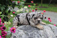 Birdie Female English Bulldog $1500