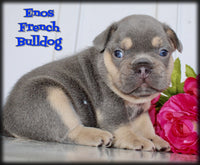 Enos Male AKC French Bulldog $1950