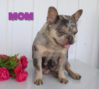 Enos Male AKC French Bulldog $1950