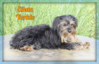 Ethan Male Yorkshire Terrier $499
