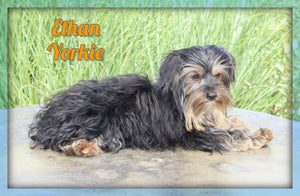 Yorkshire Terrier