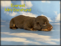 Everest Male ACA Mini Dachshund $1760