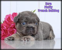 Fluffy French Bulldog
