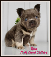 Ezra Female AKC Fluffy French Bulldog $2150