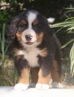 Lexi Female AKC Bernese Mountain Dog $2000