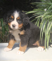 Lexi Female AKC Bernese Mountain Dog $2000