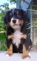 Lucy Female AKC Bernese Mountain Dog $1800