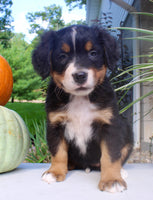 Lucy Female AKC Bernese Mountain Dog $1800
