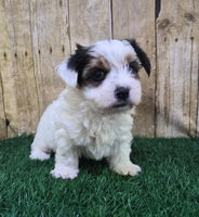 Chanel Female Biewer Terrier $3500