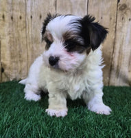 Chanel Female Biewer Terrier $3500