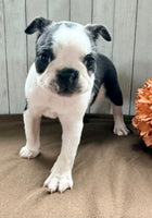 Crystal Female Boston Terrier $1000