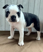 Crystal Female Boston Terrier $1000