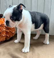 Crystal Female Boston Terrier $1000