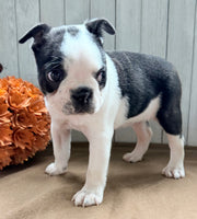 Crystal Female Boston Terrier $1000