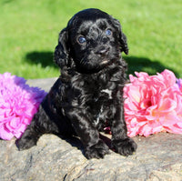 Fifi Female Cavapoo $950