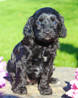 Fifi Female Cavapoo $950