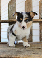 Corgi Aussie Mix