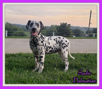 Sadie Female AKC Dalmatian $795