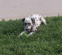 Sadie Female AKC Dalmatian $795