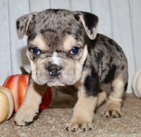 Hazel Female English Bulldog $1500