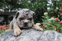 Birdie Female English Bulldog $1500