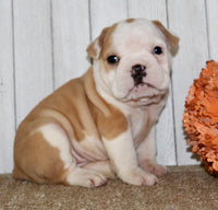Gigi Female English Bulldog $1300